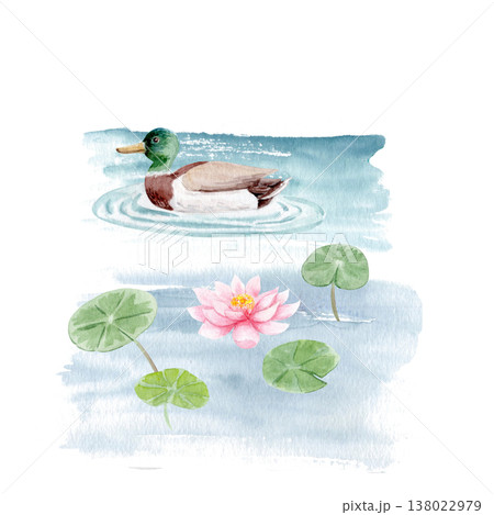 Mallard duck swimming on pond with lotus flower and leaves, peaceful water scene. Watercolor illustration isolated on white, decorative element for garden design, wildlife, cards, natural backgrounds 138022979