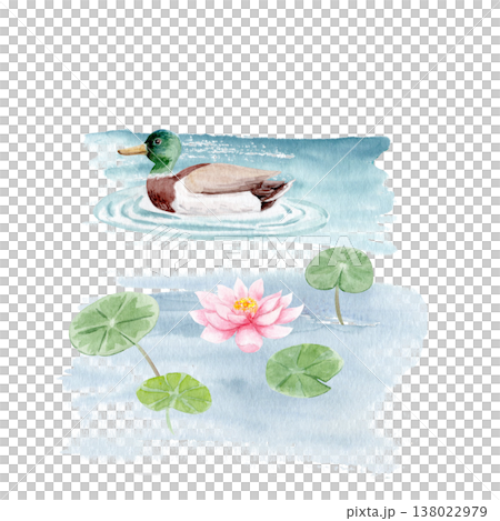 Mallard duck swimming on pond with lotus flower and leaves, peaceful water scene. Watercolor illustration isolated on white, decorative element for garden design, wildlife, cards, natural backgrounds 138022979