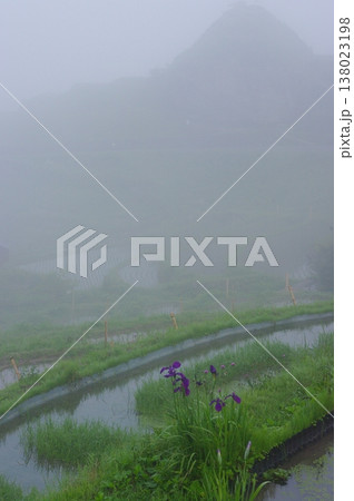 六月の三重県熊野市の丸山千枚田では、田植え作業が終わり秋にはおいしいお米が収穫できます。 138023198