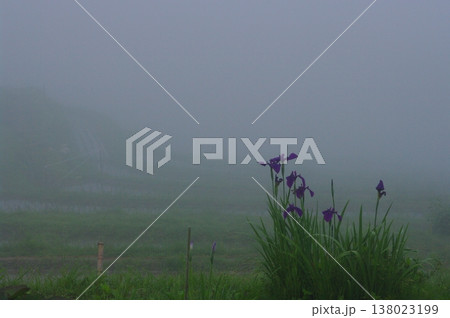 六月の三重県熊野市の丸山千枚田では、田植え作業が終わり秋にはおいしいお米が収穫できます。 六月の三重県熊野市の丸山千枚田では、田植え作業が終わり秋にはおいしいお米が収穫できます。 138023199