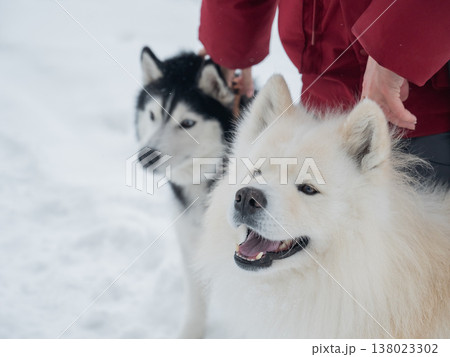 Owner with fluffy sled dogs in snowy winter park. Owner with fluffy sled dogs in snowy winter park. 138023302