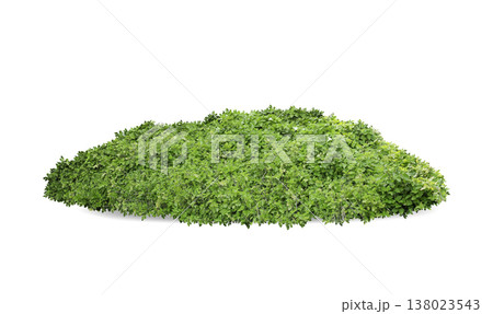 Green bush isolated on white background. Large trees database Botanical garden organization elements of Asian nature in Thailand, tropical trees isolated used for design, advertising and architecture. 138023543