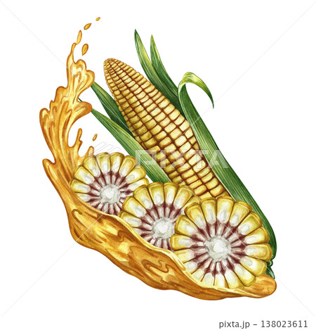 Corn oil. Hand-drawn watercolor illustration. Whole and cut corn cob, splash of oil. Perfect for labels and packaging, as well as menus, banners, posters, and more. 138023611