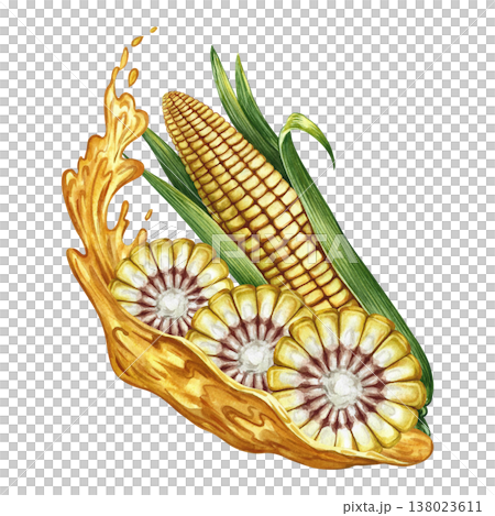 Corn oil. Hand-drawn watercolor illustration. Whole and cut corn cob, splash of oil. Perfect for labels and packaging, as well as menus, banners, posters, and more. 138023611