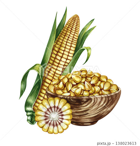 Corn kernels in a wooden bowl, a whole and cut corn cob. Hand-drawn watercolor illustration. Perfect for labels and packaging, as well as menus, banners, posters, and more. 138023613