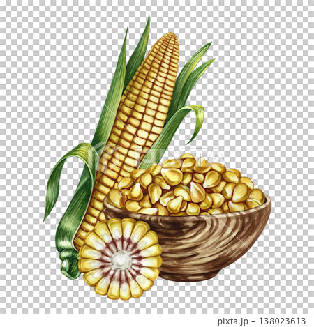 Corn kernels in a wooden bowl, a whole and cut corn cob. Hand-drawn watercolor illustration. Perfect for labels and packaging, as well as menus, banners, posters, and more. 138023613
