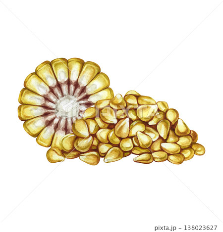 A handful of corn kernels and a corn cob in section. Hand-drawn watercolor illustration. Perfect for labels and packaging, as well as menus, banners, posters, and more. 138023627