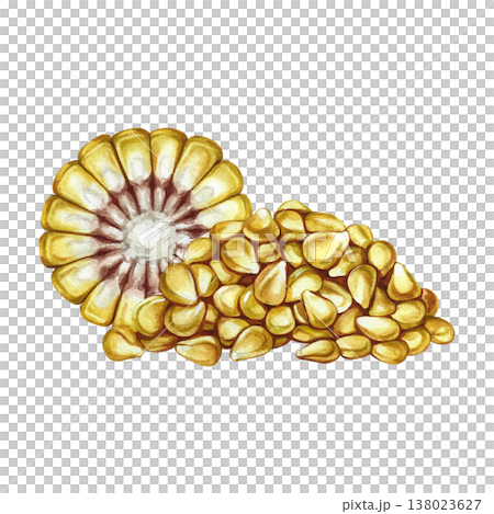 A handful of corn kernels and a corn cob in section. Hand-drawn watercolor illustration. Perfect for labels and packaging, as well as menus, banners, posters, and more. 138023627
