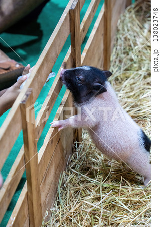 Piglet Drinking Milk 138023748