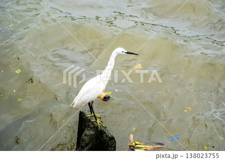 Egret Standing on Rock 138023755