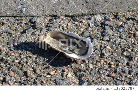 A close-up of an open fresh oyster lying on a shell rock 138023797