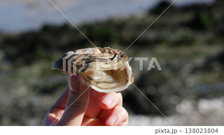 Close-up of fingers pinching a freshly opened oyster from an oyster farm 138023804