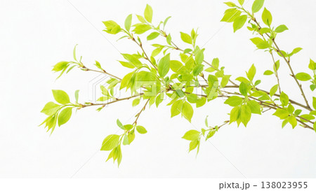 新緑の木漏れ日と若葉背景 138023955