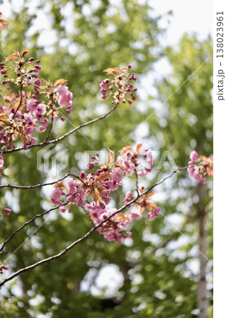 シラカバの緑をバックにした先始めの八重桜 シラカバの緑をバックにした先始めの八重桜 138023961