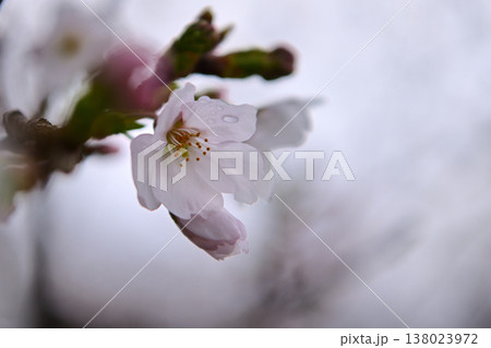 雨に濡れた桜 雨に濡れた桜 138023972