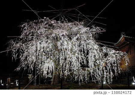 野依八幡社のしだれ桜ライトアップ 138024172