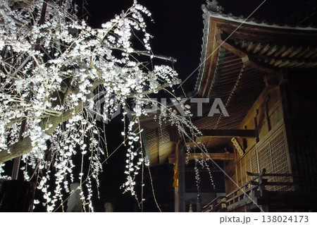 野依八幡社のしだれ桜ライトアップ 138024173