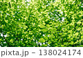 光差し込む爽やかな緑の葉 138024174