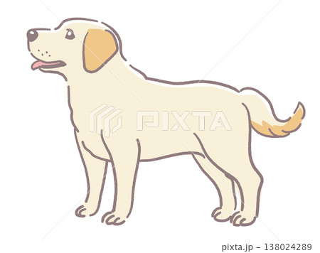 犬、ラブラドールレトリバーのイラスト素材。ベクターイラスト素材。 138024289