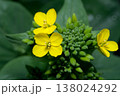 小松菜の花が咲きました 138024292