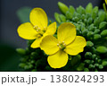 黄色で可愛い小松菜の花 138024293