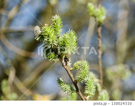 Blooming Female Catkins of Salix Caprea (Goat Willow) in Early Spring. 138024310