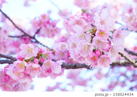 明るい春の陽光桜 138024434