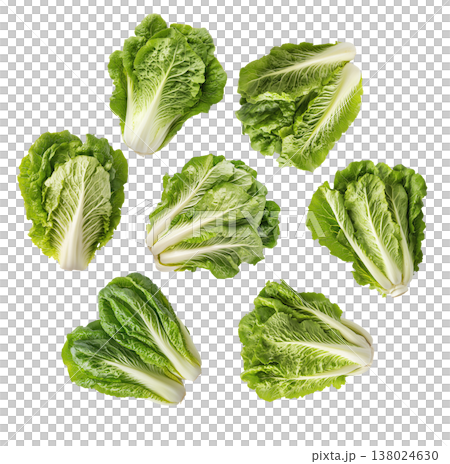 Multiple fresh romaine lettuce heads arranged in a scattered pattern isolated on white background, healthy organic food concept 138024630