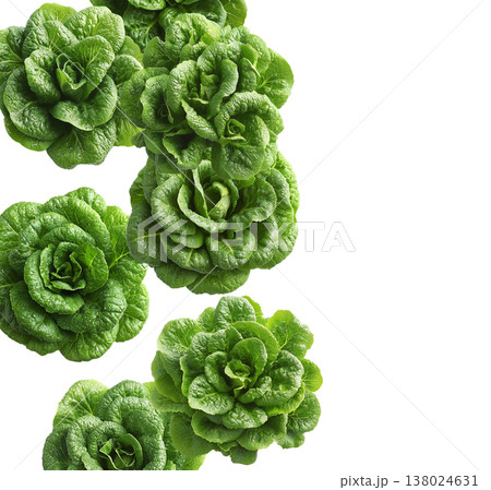 Multiple fresh green lettuce heads arranged in a seamless pattern, isolated on white background, concept of healthy food 138024631