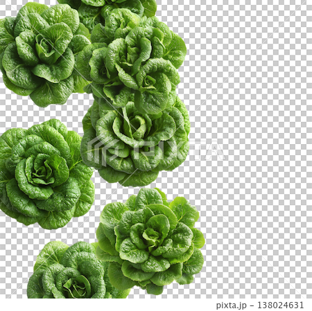 Multiple fresh green lettuce heads arranged in a seamless pattern, isolated on white background, concept of healthy food 138024631