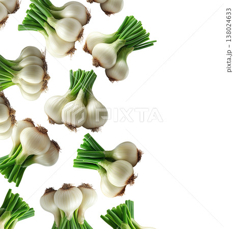 Multiple fresh spring garlic bunches with green stalks arranged isolated on white background, concept of harvest Multiple fresh spring garlic bunches with green stalks arranged isolated on white background, concept of harvest 138024633