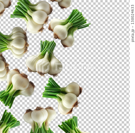 Multiple fresh spring garlic bunches with green stalks arranged isolated on white background, concept of harvest Multiple fresh spring garlic bunches with green stalks arranged isolated on white background, concept of harvest 138024633