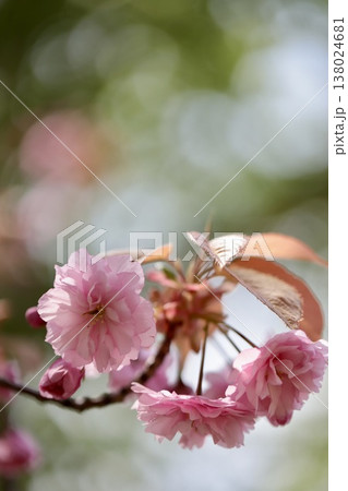 咲き始めた八重桜　春の公園 138024681
