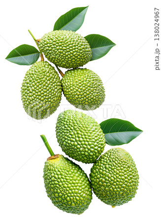 Closeup of exotic green tropical fruits Marang Fruit with bumpy skin and green leaves, isolated on white background 138024967