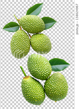 Closeup of exotic green tropical fruits Marang Fruit with bumpy skin and green leaves, isolated on white background 138024967
