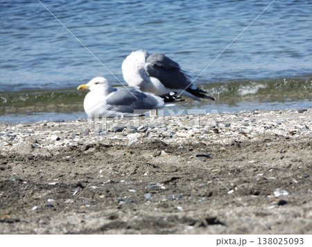 検見川浜の海岸で一休みのセグロカモメ 検見川浜の海岸で一休みのセグロカモメ 138025093