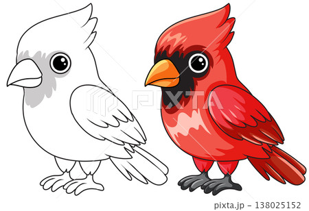 Cute Red Cardinal Bird Vector Illustration with Coloring Page Version Cute Red Cardinal Bird Vector Illustration with Coloring Page Version 138025152