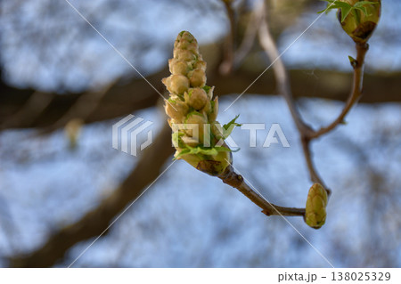 Horse chestnut flower bud about to open in spring with a blurred background 138025329