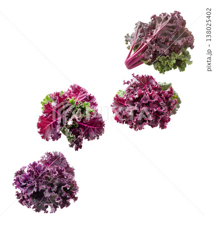 Fresh red and green curly kale leaves arranged in a seamless pattern, isolated on white background. Concept of healthy food Fresh red and green curly kale leaves arranged in a seamless pattern, isolated on white background. Concept of healthy food 138025402