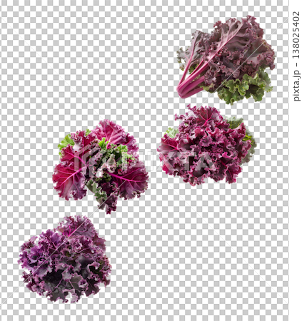 Fresh red and green curly kale leaves arranged in a seamless pattern, isolated on white background. Concept of healthy food Fresh red and green curly kale leaves arranged in a seamless pattern, isolated on white background. Concept of healthy food 138025402