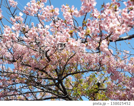 満開の稲毛海岸駅前河津桜 満開の稲毛海岸駅前河津桜 138025452
