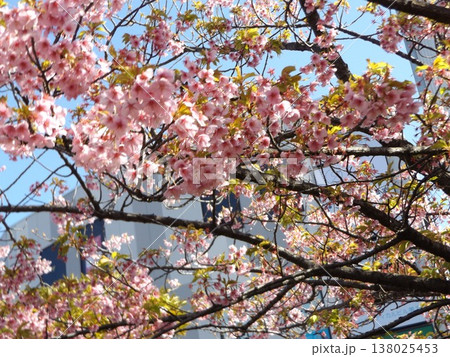 満開の稲毛海岸駅前河津桜 満開の稲毛海岸駅前河津桜 138025453