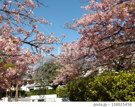 満開の稲毛海岸駅前河津桜 満開の稲毛海岸駅前河津桜 138025456