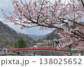 京都府宇治市　江戸彼岸桜 138025652