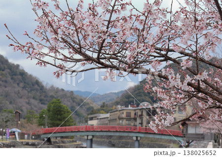 京都府宇治市 江戸彼岸桜 京都府宇治市 江戸彼岸桜 138025652