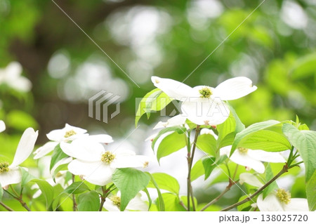 白いハナミズキ 春の花 白いハナミズキ 春の花 138025720