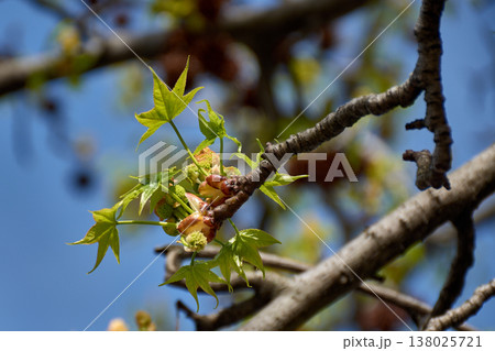 Small green leaves beginning to sprout from a horse chestnut tree in sunny spring 138025721