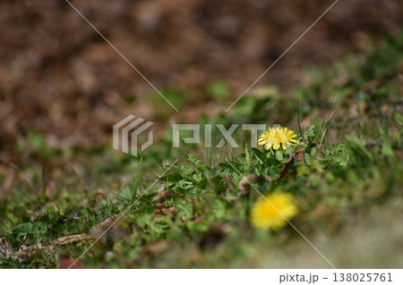 傾斜面に咲くタンポポの花 傾斜面に咲くタンポポの花 138025761
