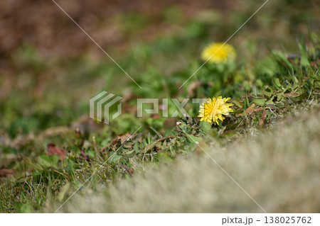 傾斜面に咲くタンポポの花 138025762