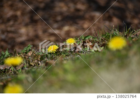 傾斜面に咲くタンポポの花 傾斜面に咲くタンポポの花 138025764